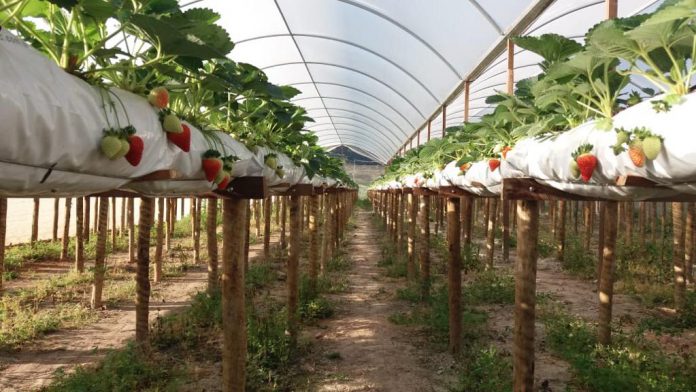 6954WhatsApp Image 2020-04-02 at 8.59.01 AM