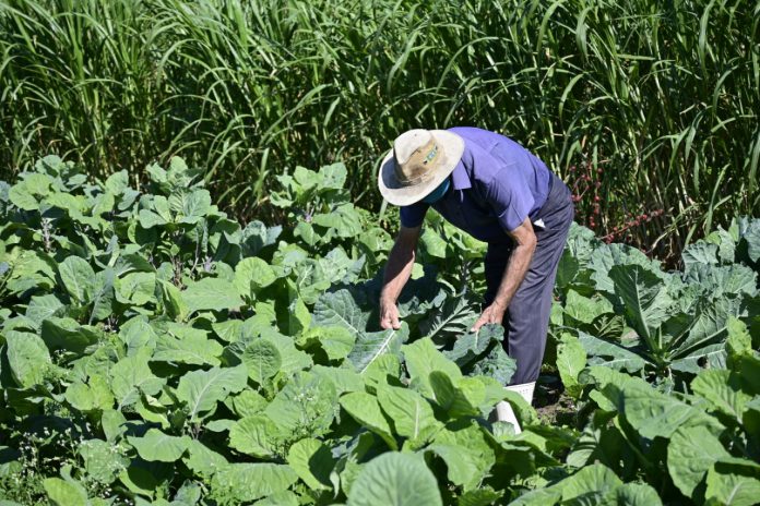 produtores rurais
