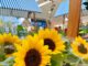 Caxias Shopping comemora a chegada da Primavera com edição especial da Feira Florescer