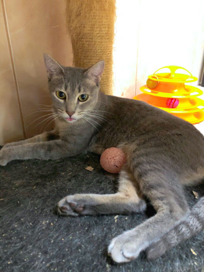 Feira Pet West Shopping (2)