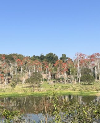 Floração dos mulungus do Parque Arqueológico e Ambiental de São João Marcos em Rio Claro